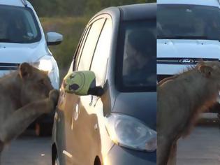 Φωτογραφία για Λιοντάρι προσπαθεί να ανοίξει πόρτα αυτοκινήτου ενώ οι οδηγοί είναι σοκαρισμένοι