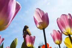 Όταν ανθίζουν 7 εκατομμύρια τουλίπες