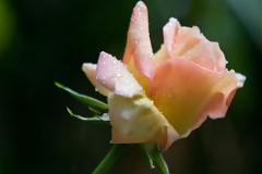 Το τριαντάφυλλο αποδεικνύεται συγγενής με τη φράουλα!