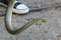 Διάσωση φιδιού στο κέντρο του Αγρινίου (video)