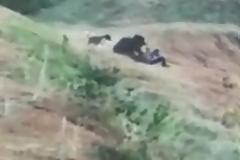 Αρκούδα κατασπαράζει άντρα που προσπάθησε να βγάλει selfie μαζί της!