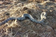 Λάρισα: Δύο άτομα στα Επείγοντα από δάγκωμα φιδιών