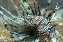 Θάλασσά μας: Τα δηλητηριώδη είδη εισβολών στις ελληνικές θάλασσες