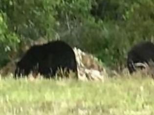Φωτογραφία για Πανικός στη Φλόριντα: Εισβολή αρκούδων σε σχολείο