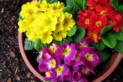 Τι βότανο είναι η πρίμουλα που πωλείται 50.000 ευρώ το κιλό