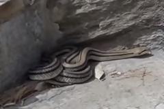 Πάρος: Η μονομαχία γάτας με αυτό το φίδι στην κάμερα – Οι εικόνες που καθηλώνουν