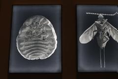 Τρως έντομα σε όλη σου τη ζωή - Να γιατί