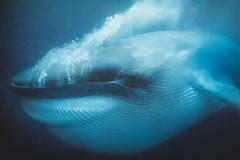 Ψήνεστε για βολτούλα στα άδυτα της θάλασσας;