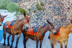 Daily Mail: Τα γαϊδουράκια της Σαντορίνης, το βάρβαρο «μυστικό» του ειδυλλιακού νησιού