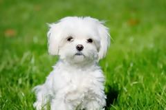 Εκτέλεσαν σκυλάκι μπροστά στα μάτια της ιδιοκτήτριάς του