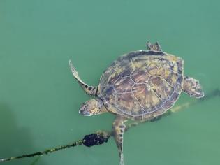 Φωτογραφία για Στην Αμφιλοχία ζει η πιο σπάνια στην Ελλάδα πράσινη χελώνα Chelonia mydas