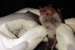 Κορυφαίοι Άγγλοι επιστήμονες θα βρεθούν στην Λευκάδα για να μελετήσουν νυχτερίδες