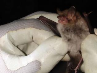Φωτογραφία για Κορυφαίοι Άγγλοι επιστήμονες θα βρεθούν στην Λευκάδα για να μελετήσουν νυχτερίδες