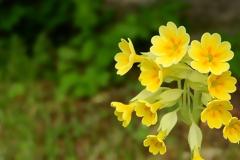 Άλλες δυο συλλήψεις Αλβανών για κλοπές βοτάνων