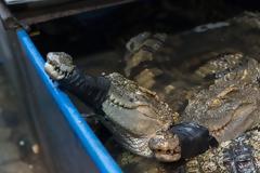 Δέματα με 50 κροκόδειλους εντόπισαν στο Χίθροου