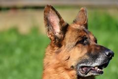 Δηλητηρίασαν τον σκύλο για να διαρρήξουν το σπίτι