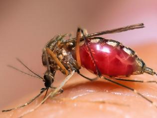 Φωτογραφία για Γιατί προκαλεί φαγούρα το τσίμπημα των κουνουπιών; Πώς να αντιμετωπίσετε την φαγούρα; Εντομοαπωθητικά με βότανα