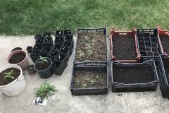 Κιλκίς: 50χρονος καλλιεργούσε κάνναβη στην αυλή του