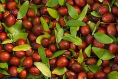 Είναι οι καρποί της τζιτζιφιάς το νέο superfood;