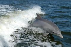 Άντρας πήγε στην παραλία και πήρε ένα δελφίνι στην πλάτη του