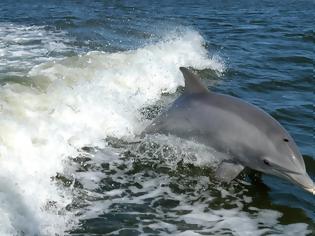 Φωτογραφία για Άντρας πήγε στην παραλία και πήρε ένα δελφίνι στην πλάτη του