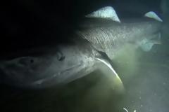 Ο απόκοσμος καρχαρία της Γροιλανδίας ηλικίας 270 ετών