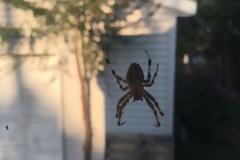 Δύο τρόποι για να μην πιάνει σύντομα το σπίτι σας αράχνες