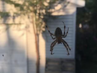 Φωτογραφία για Δύο τρόποι για να μην πιάνει σύντομα το σπίτι σας αράχνες