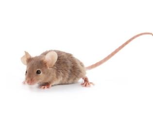 Φωτογραφία για Γιατί τα ποντίκια αφήνουν τόσες πολλές ακαθαρσίες πίσω τους;