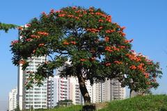 Το δέντρο με τις τουλίπες!