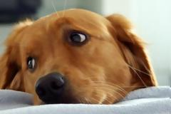 Χάθηκε σκύλος στο Μαύρο Λιθάρι Αναβύσσου