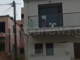 Φωτογραφία για Μοναδικό περιστατικό στα Χανιά: Γλάρος εγκλωβίστηκε σε μπαλκόνι στη Χαλέπα [photos]
