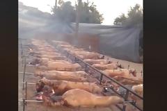 ΤΩΡΑ: Ψήνουν Αρνιά για για την γιορτή του Αγίου Ιωάννη Θεολόγου στο ΜΟΝΑΣΤΗΡΑΚΙ Βόνιτσας (ΒΙΝΤΕΟ)