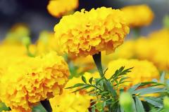 Λουλούδια που θα φυτέψετε το Μάιο