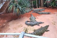 Κύπρος: Τι λέει ο Γ. Ελεγκτής για τη δημιουργία πάρκου κροκοδείλων