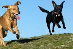 Πώς η έλλειψη άσκησης επηρεάζει το σκύλο σου