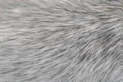 Τα γκρίζα μαλλιά συνδέονται με το ανοσοποιητικό και τις μολύνσεις