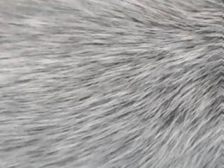 Φωτογραφία για Τα γκρίζα μαλλιά συνδέονται με το ανοσοποιητικό και τις μολύνσεις