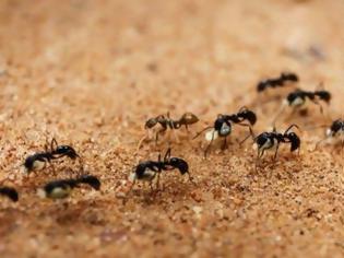 Φωτογραφία για Εφευρετικότητα επιβίωσης από μυρμήγκια… καμικάζι!