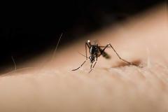 Φυσικά «όπλα» για να αντιμετωπίσετε αποτελεσματικά τα κουνούπια!