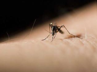 Φωτογραφία για Φυσικά «όπλα» για να αντιμετωπίσετε αποτελεσματικά τα κουνούπια!