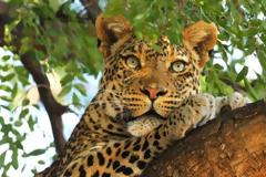 Λεοπάρδαλη κατασπάραξε 3χρονο αγόρι στην Ουγκάντα