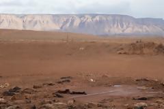 Διακόσια άγρια άλογα πέθαναν από δίψα στην Αριζόνα