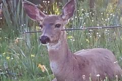 Χτύπησαν ελάφι με βέλος στο κεφάλι