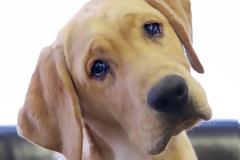 Βαρθολομιό: Πυροβόλησε εξ΄ επαφής με καραμπίνα το σκύλο του για μια… κότα