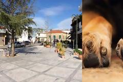 Ξεπερνά και την πιο αρρωστημένη φαντασία: Ηλικιωμένος σε κοινή θέα είχε κατεβάσει το παντελόνι του και συνουσιαζόταν με σκύλο - Εικόνες φρίκης για τους περαστικούς