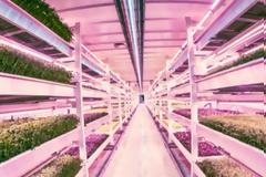 Το υπόγειο κρυμμένο υδροπονικό αγρόκτημα του Λονδίνου