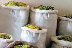 Πληθαίνουν οι κλοπές βοτάνων στον Γράμμο