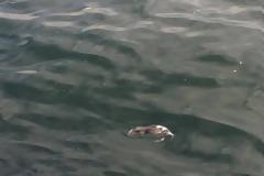 Εικόνες αηδίας στη Θεσσαλονίκη. Ψόφια ποντίκια στον Θερμαϊκό