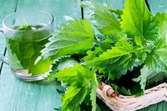 Τσάι τσουκνίδας: η νέα τάση